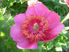 Paeonia Anemaniflora Rosea