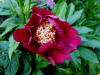 Paeonia Charles Burgees