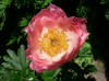 Paeonia Coral Charm