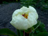 Paeonia Danukrito hybrid