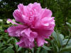 Paeonia Edulis Superba