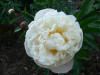 Paeonia Gardenia