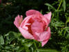 Paeonia Gieleana