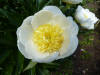 Paeonia Jan van Leeuwen