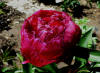 Paeonia Krystyna