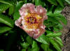 Paeonia Mai Fleuri