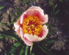 Paeonia "May Music"