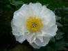 Paeonia Miss America 