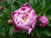 Paeonia Nkkerose