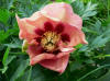 Paeonia Old Rose Dandy