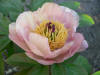 Paeonia "P.C.O Nrgrd nr.3" 