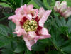 Paeonia Pastel Splendour