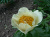 Paeonia "Prairie Moon"