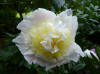 Paeonia Primeuera