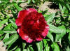 Paeonia Red Charm