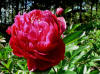 Paeonia Sarah Bernhart Red form