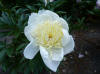 Paeonia Tuyerline