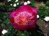 Paeonia Ursyn Niemcewicz