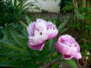 Paeonia Victorie dela Marne