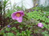 Paeonia mairei 