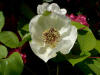 Paeonia obovata  var. willmottiae