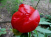 Paeonia off. lobata "Sunshine"  