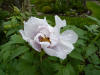 Paeonia ostii