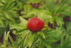 Paeonia peregrina