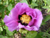 Paeonia rockii hybrid