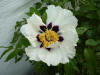 Paeonia rockii