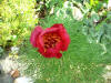 Paeonia tenuiefolia v. lithophilla