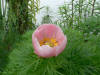 Paeonia tenuiefolia Rosea