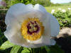 Paeonia wittmanniana ?