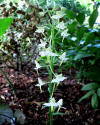 Platanthera chlorantha