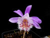 Pleione Britannia 'Doreen'