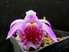 Pleione 'Tongoriro'