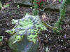 Podophyllum Spotty Dotty