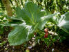 Podophyllum pleianthum