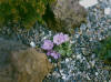 Primula allionii