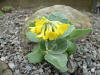 Primula  auricula var obristii