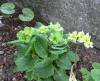 Primula Francisca