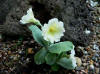 Primula albanensis