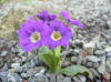 Primula clusiana