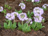 Primula denticulata