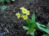 Primula luteola