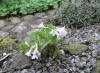 Primula marginata Alba