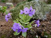 Primula marginata Holden Clough