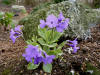 Primula marginata Holden Clough