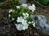 Primula pedemontana Alba