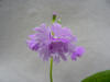 Primula sieboldii ' Amaenbo'